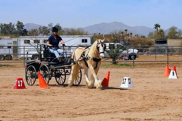 available-gypsy-vanner-pony
