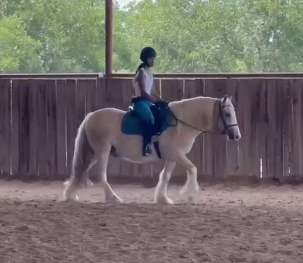 bathe-gypsy-vanner-pony