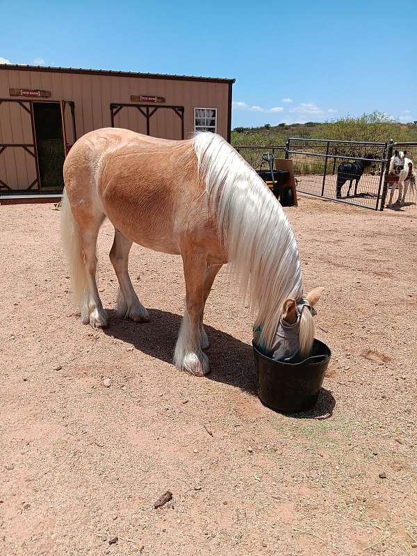 behaved-gypsy-vanner-pony