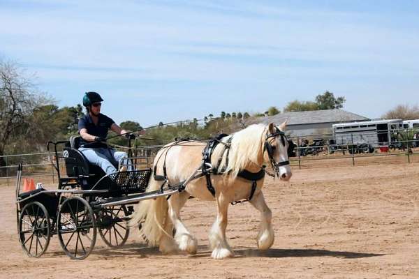 carriage-gypsy-vanner-pony