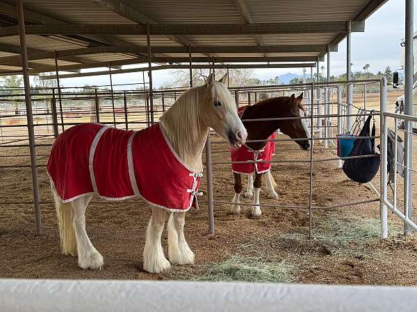 chunky-gypsy-vanner-pony