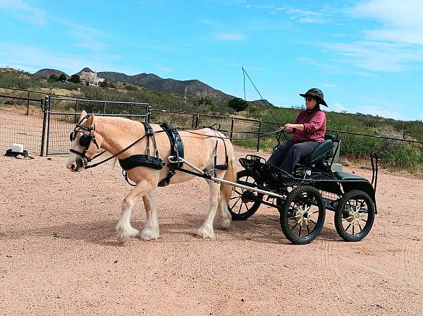 clip-gypsy-vanner-pony