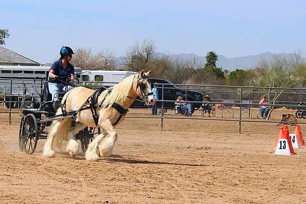 driving-experience-gypsy-vanner-pony