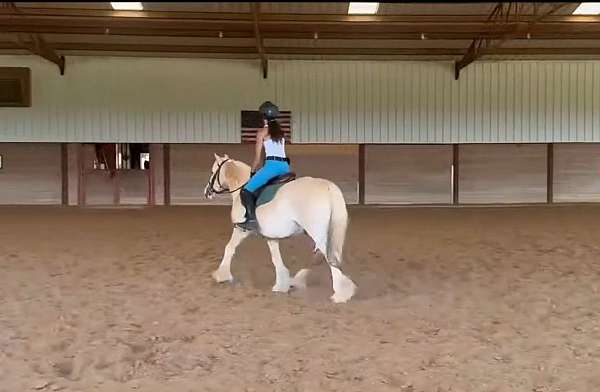 driving-pony-gypsy-vanner