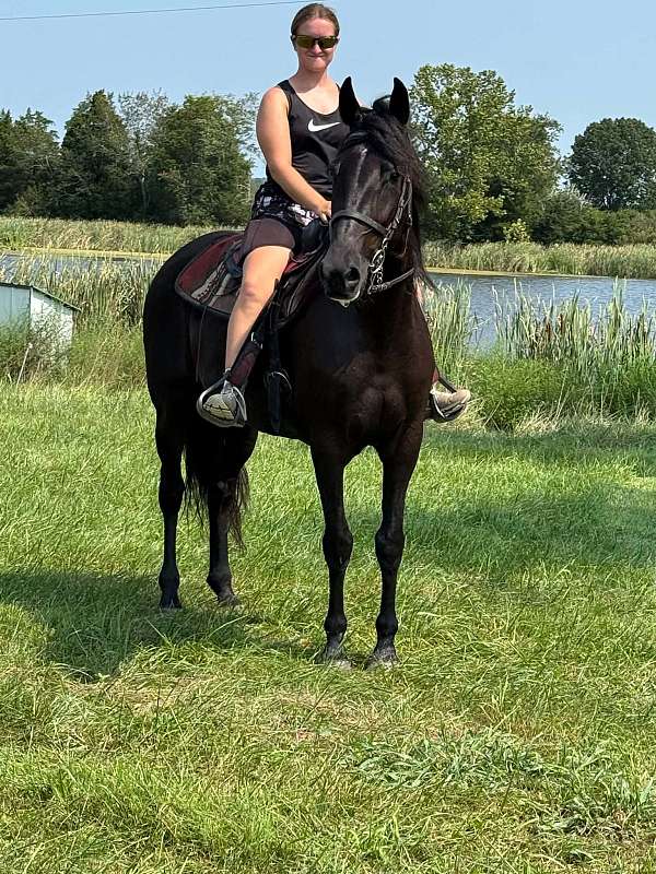 breeding-rocky-mountain-horse