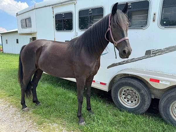 experienced-rocky-mountain-horse