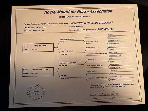 foundation-rocky-mountain-horse