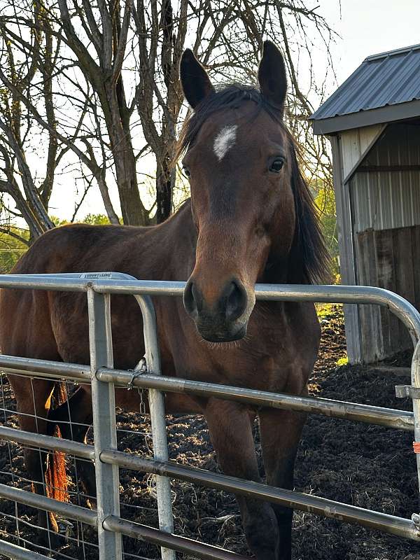 bay-thoroughbred-gelding