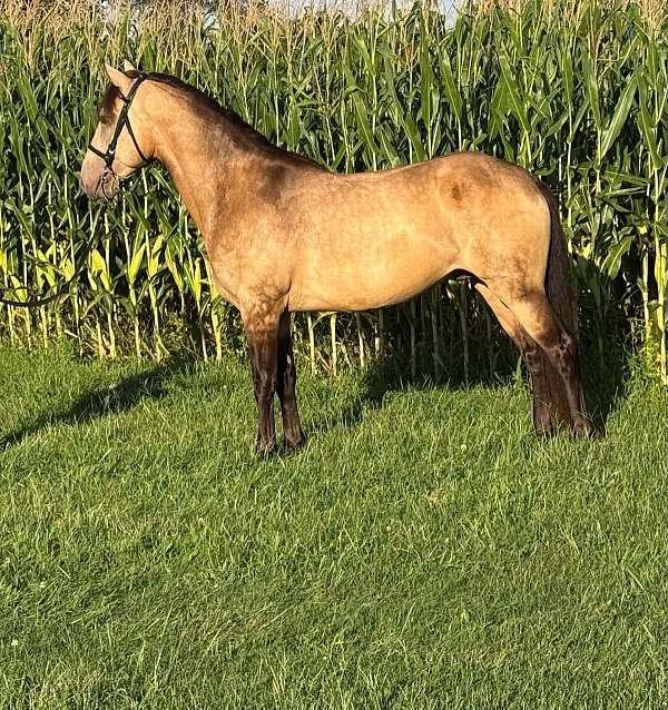 experienced-rocky-mountain-horse