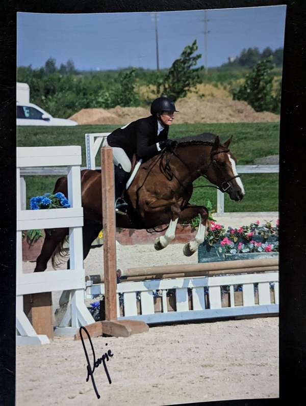 reining-prospect-western-pleasure-prospect-warmblood-horse