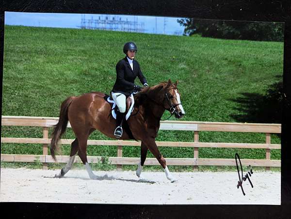 reining-prospect-western-pleasure-prospect-horse