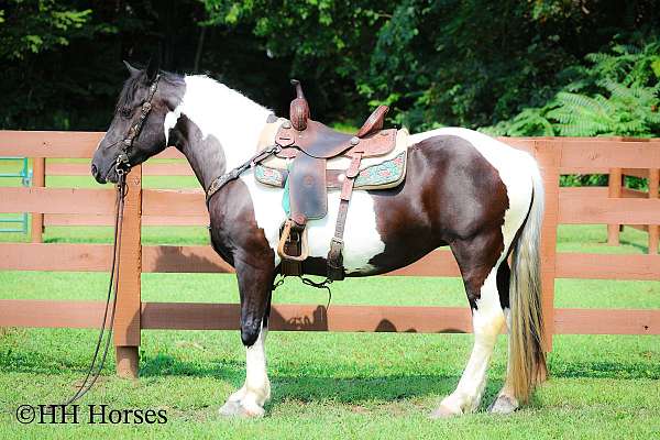 all-around-gypsy-vanner-horse