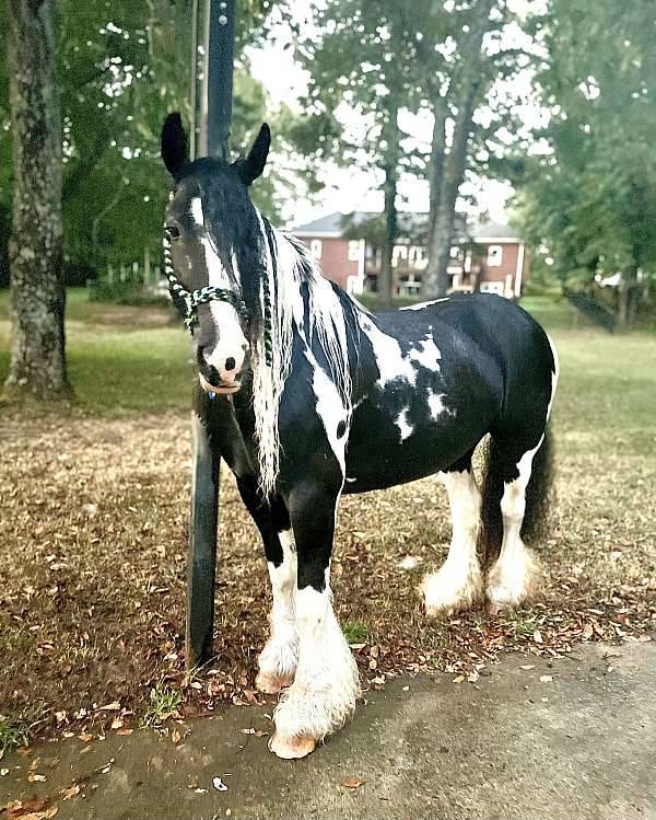 gypsy-vanner-filly