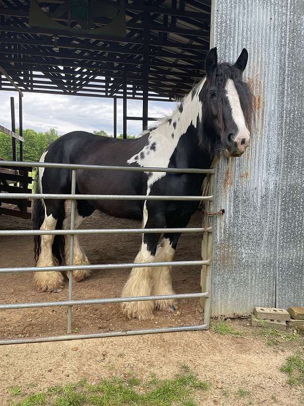 gypsy-vanner-horse