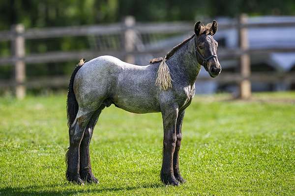 european-brabant-belgian-horse