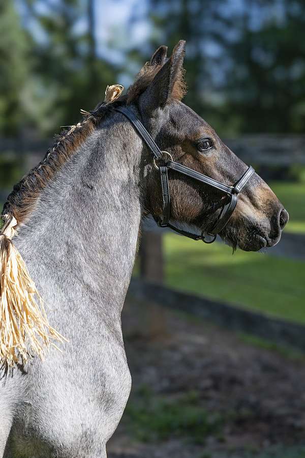 european-belgian-horse