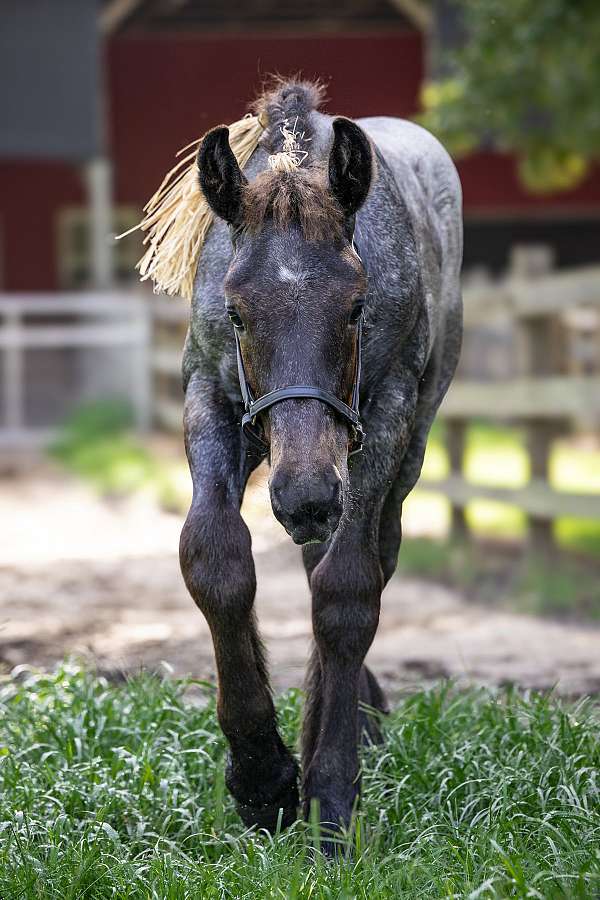 homozygous-black-belgian-horse