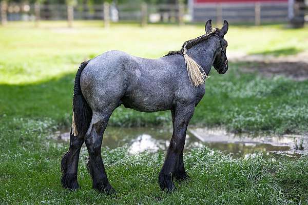 vaulting-belgian-horse