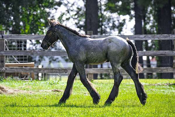 blue-roan-belgian-colt