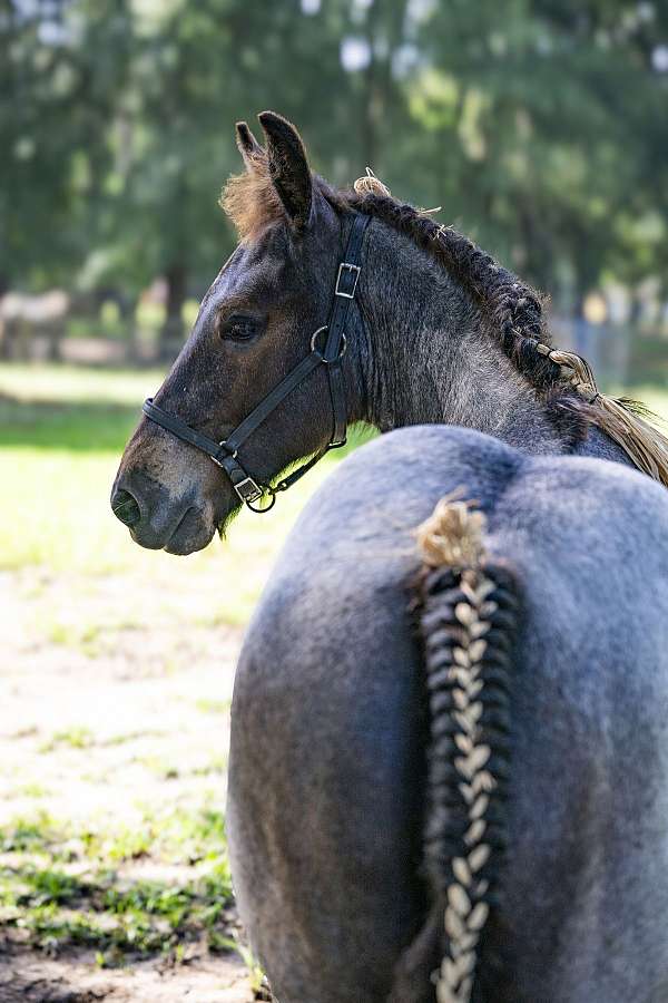european-brabant-horse