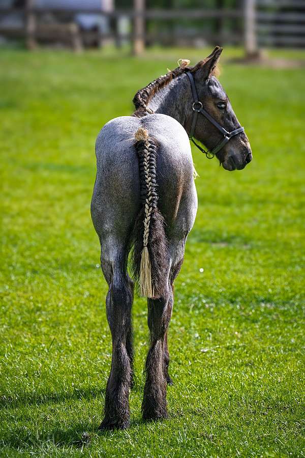 brabant-colt