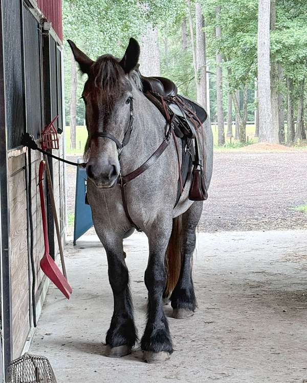 european-brabant-colt