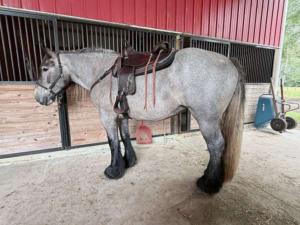draft-horse-colt