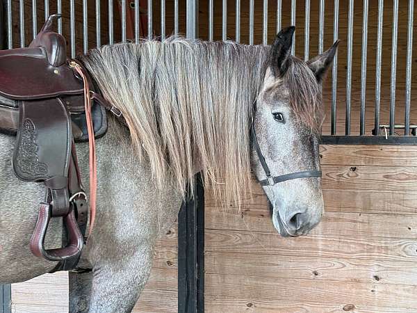 european-belgian-colt
