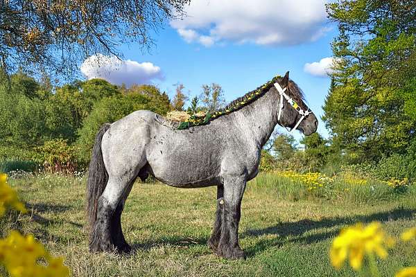 blue-roan-star-horse