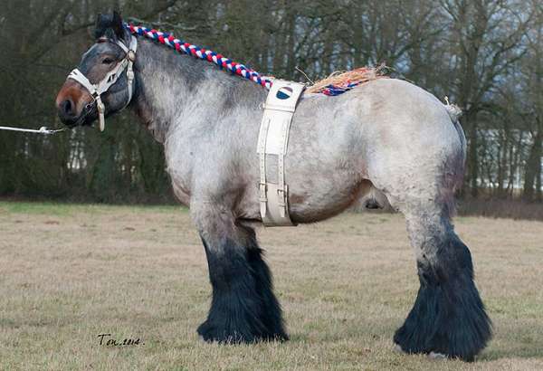 draft-horse-belgian