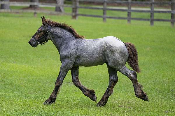 star-horse