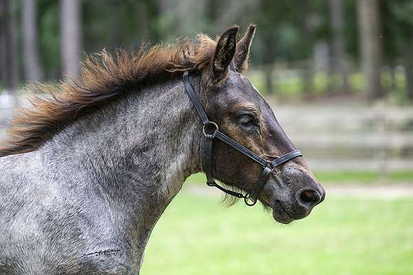 blue-roan-star-horse
