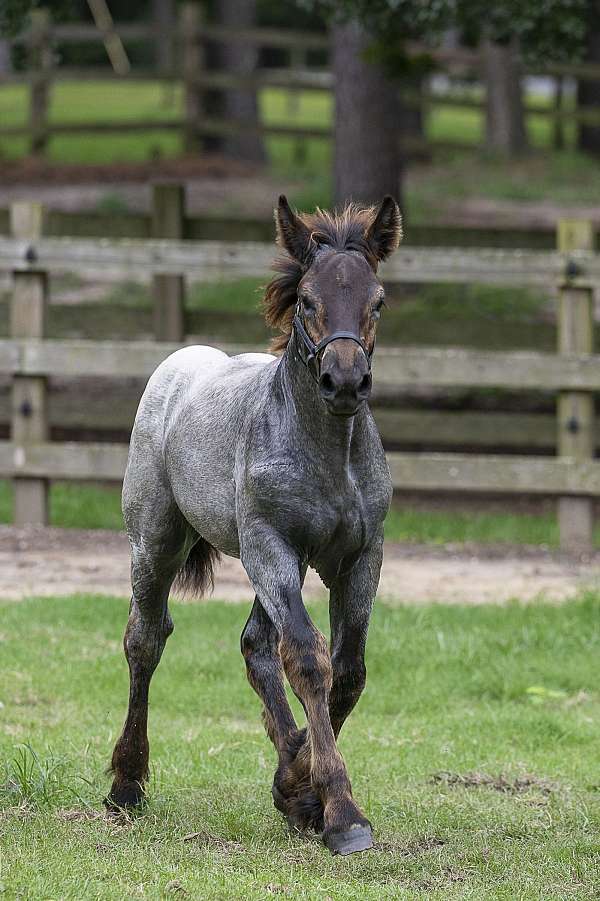 brabant-belgian-horse
