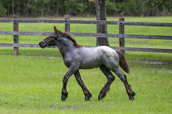 european-brabant-belgian-horse
