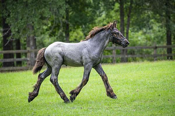 european-belgian-horse