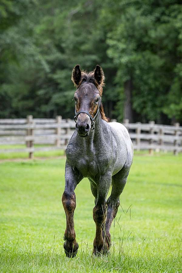 draft-horse-belgian