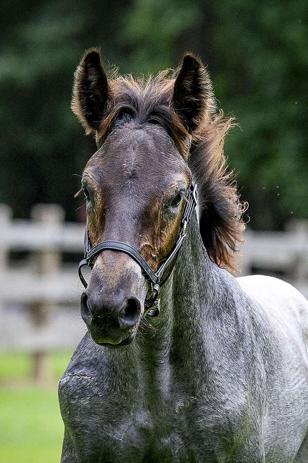 blue-roan-belgian-horse
