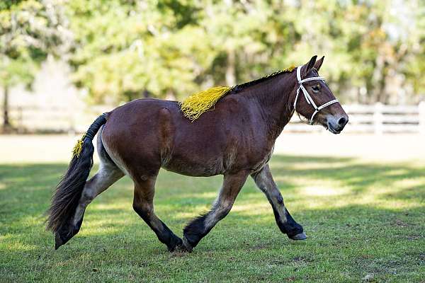 all-around-belgian-horse