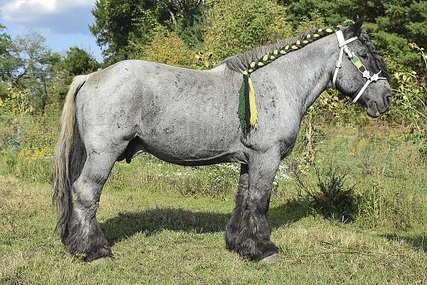 draft-belgian-horse