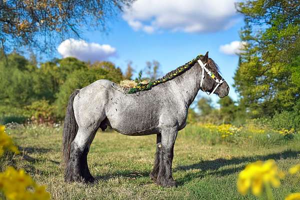 dressage-belgian-horse
