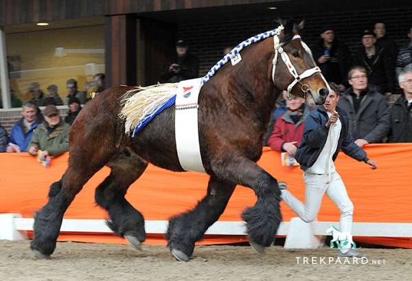 driving-belgian-horse