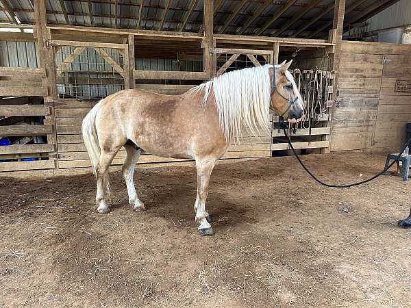 vaquero-haflinger-horse