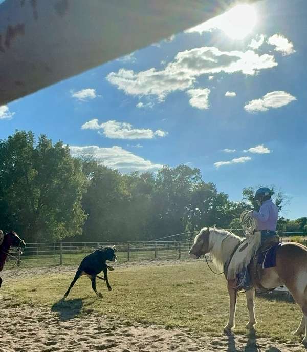 working-equitation-haflinger-horse