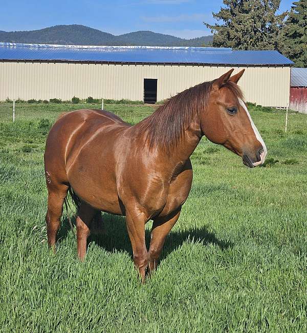 sock-coronet-horse