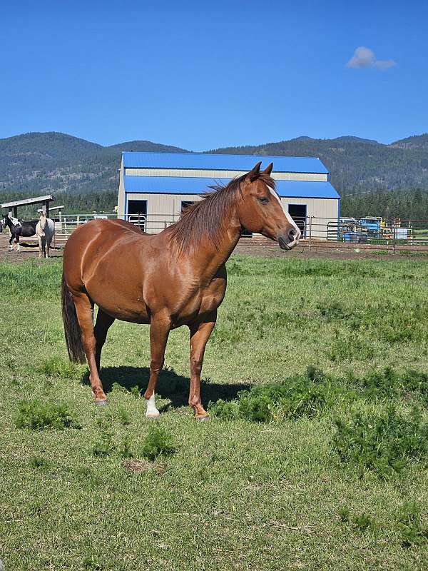 chestnut-sock-coronet-horse