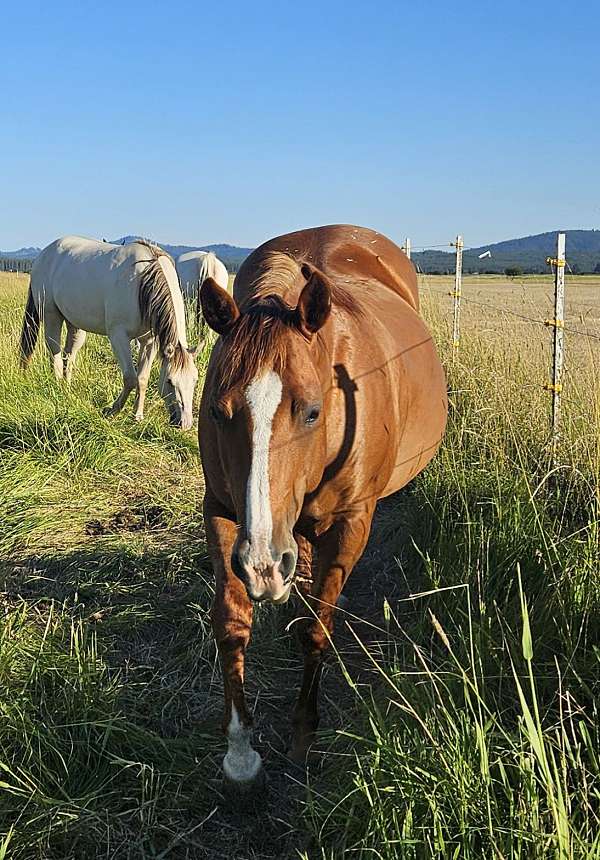 custom-chrome-quarter-horse