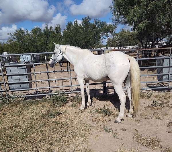 14-hand-gelding