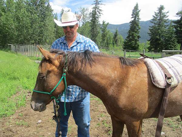 all-around-appaloosa-horse