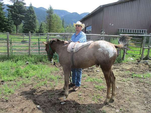 breeding-appaloosa-horse