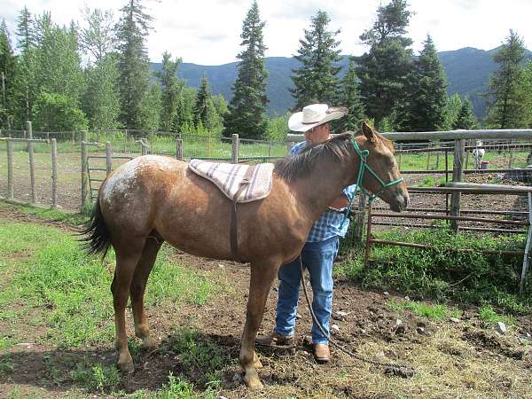 gaited-appaloosa-horse